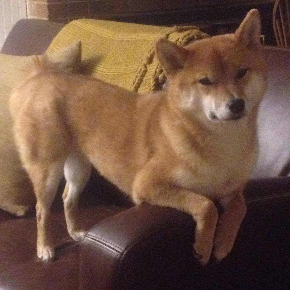 银箭失速,蓝狮怒吼,威廉姆斯的逆袭与塞恩斯的绝对统治