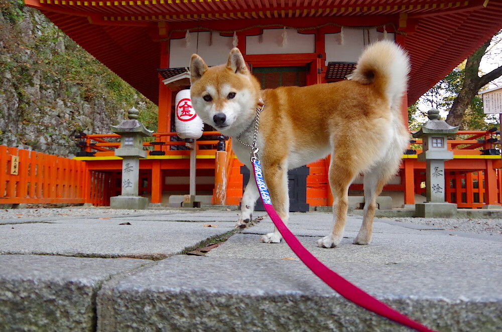 降维打击，从巴黎到雅加达的羽球启示录