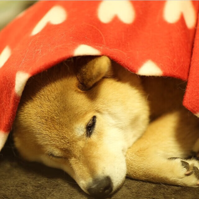 绿茵交响曲，莱比锡红牛以连续得分乐章压制哥斯达黎加，卡拉斯科荣膺关键指挥家