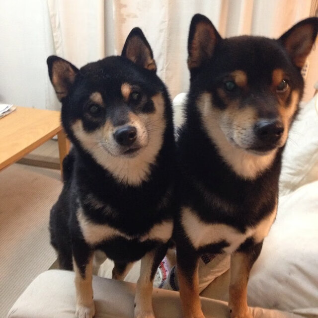 墨西哥重炮引爆伦敦！阿森纳欧冠绝境突围，酋长球场见证仙人掌奇迹