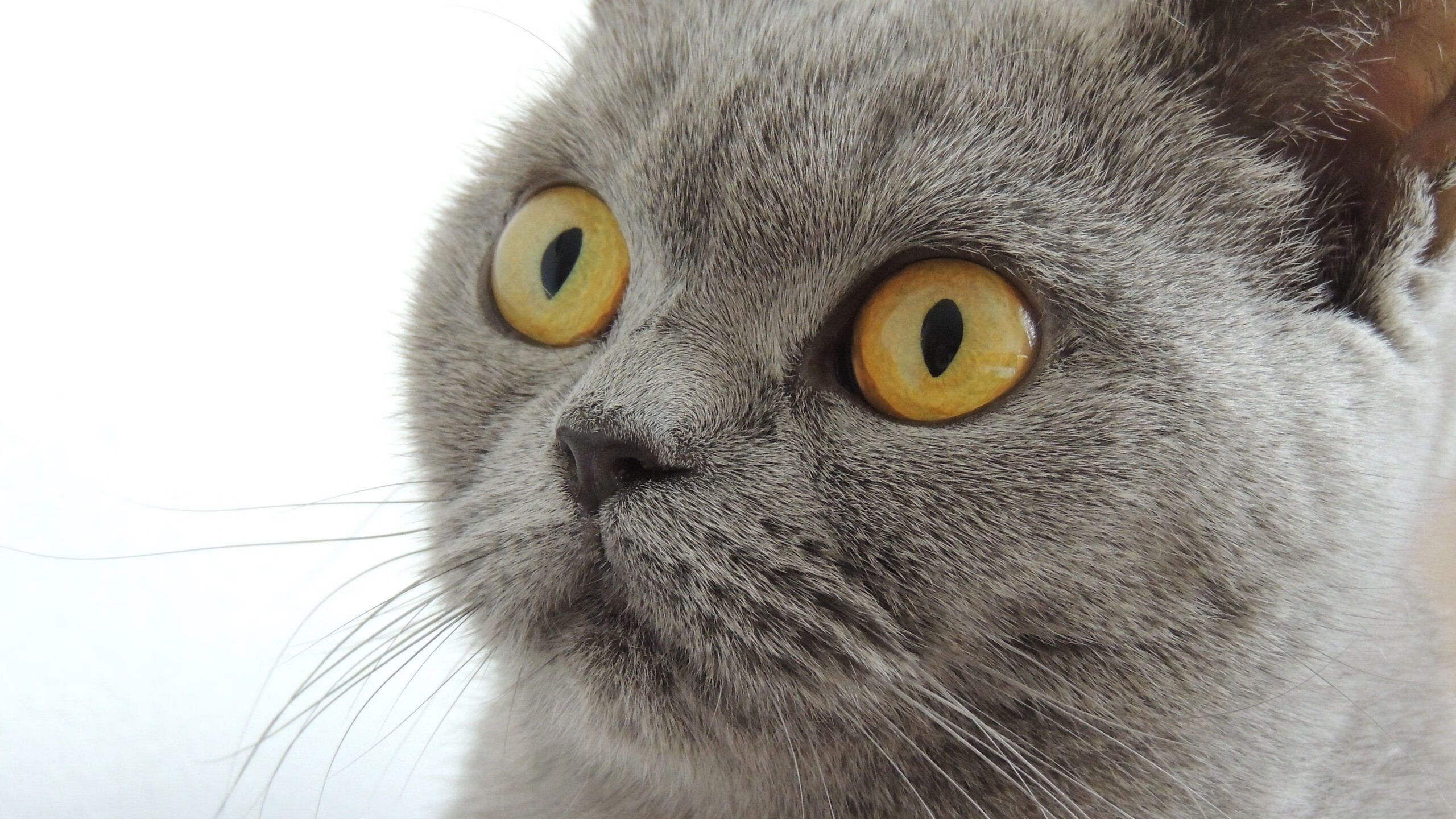 引擎轰鸣与篮球入网，双线战场上的城市意志