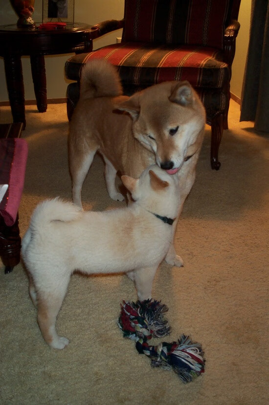 当北欧带走赤道，阿拉巴如何以一己之力接管世界排名争夺战