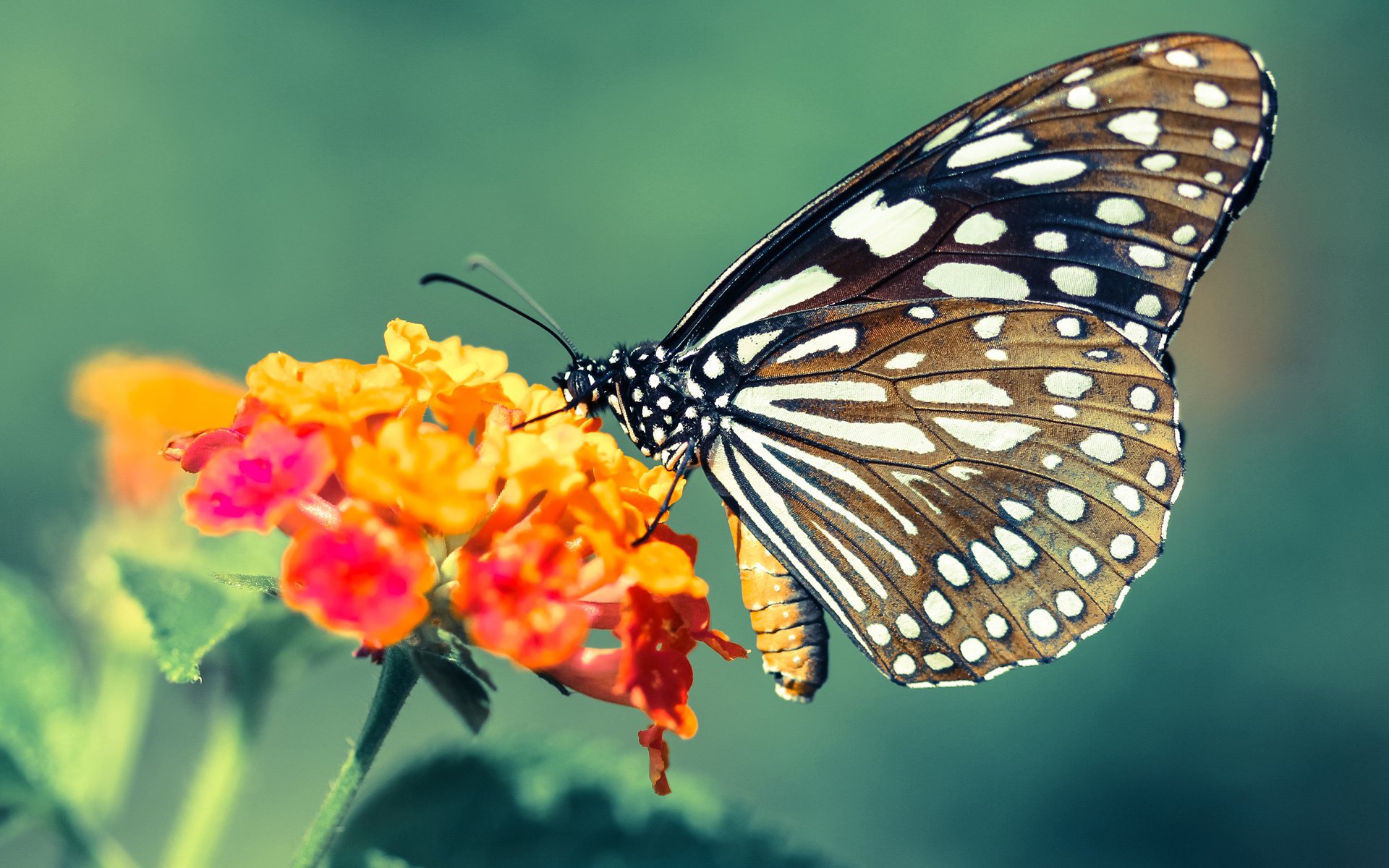 四球倒戈！那不勒斯加时惊天逆转德国，重炮手卡塞米罗轰出历史性制胜球