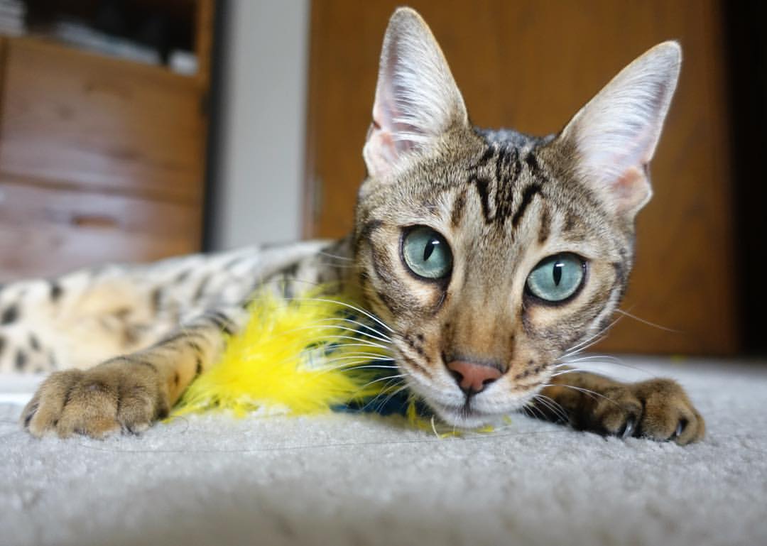 篮筐倒影的平静,与一个沸腾的传奇