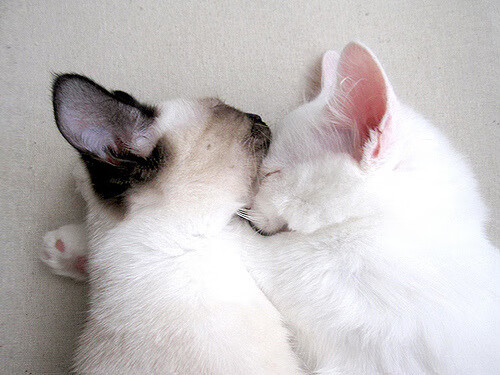 非洲雄狮撕裂欧洲冰刀！喀麦隆末节逆转险胜芬兰，巴雷拉送出统治级全能数据