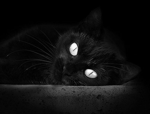 红色公牛锡安撼动广厦，制霸之战彰显统治力