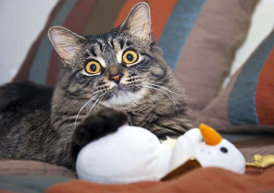 东方魔术暗夜独行,奥运周期关键战的收割与新生