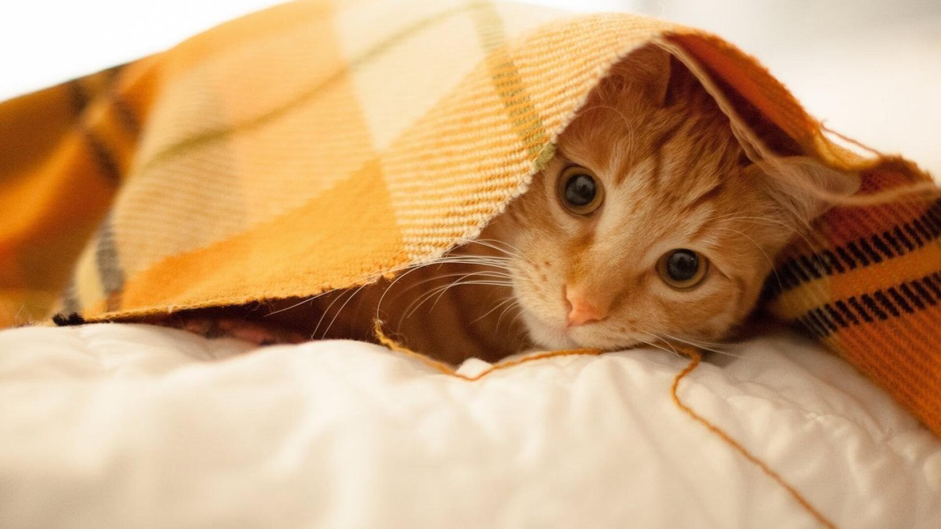 破壁之战，赖斯锋刃刺穿金字塔，尼日利亚改写历史的唯一钥匙