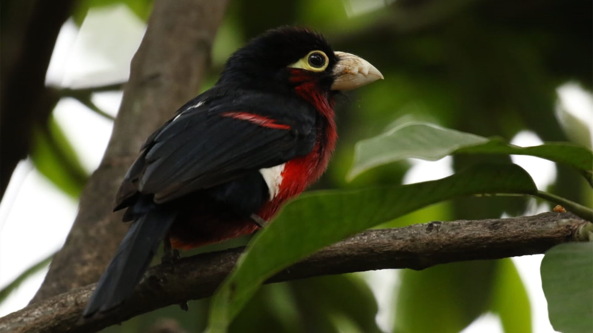 王权与烈日,小贾伦的黄昏审判