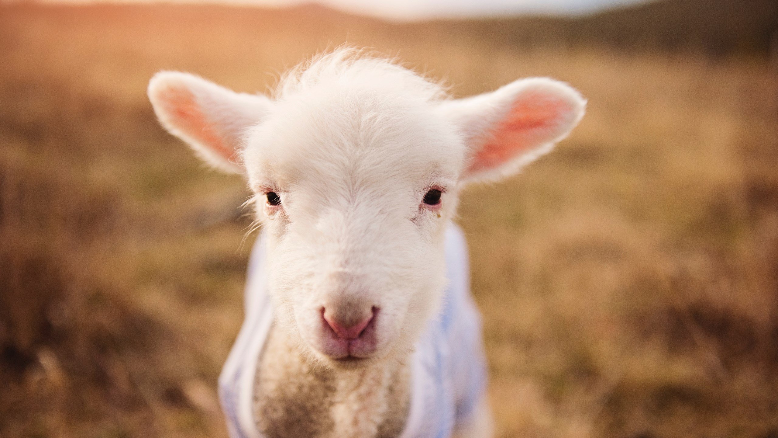 命运的两声哨响，当塔图姆绝杀罗马，今夜属于绿色