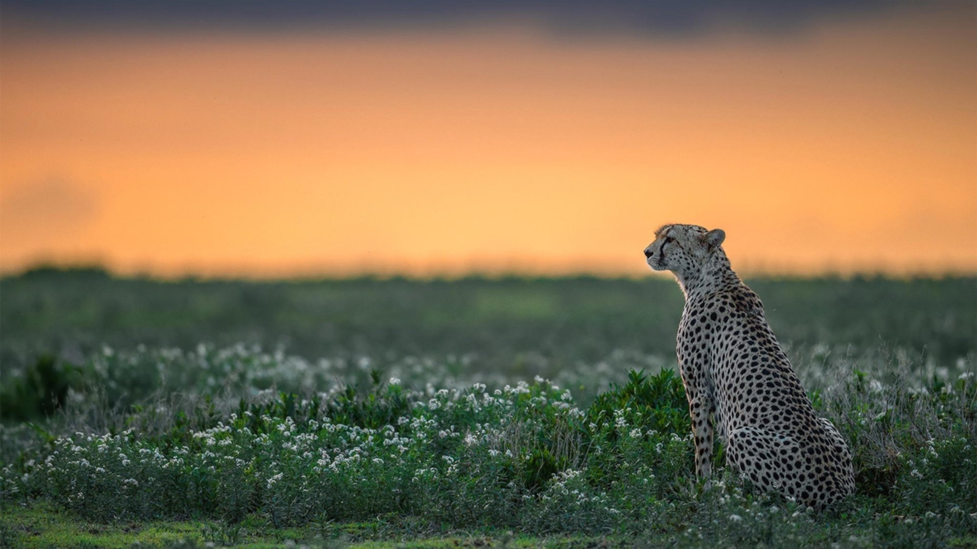 篮球世界的不眠皇冠,当莫兰特撕碎争议二字