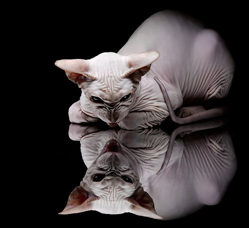 双极绽放，哈利伯顿的爆发如何照亮了马刺沉默的团队圣火