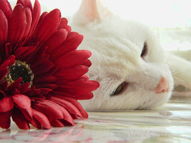 跨洋约战背后的战术博弈,当浙江队遇到雄鹿,恩比德为何成为场上最孤独的人