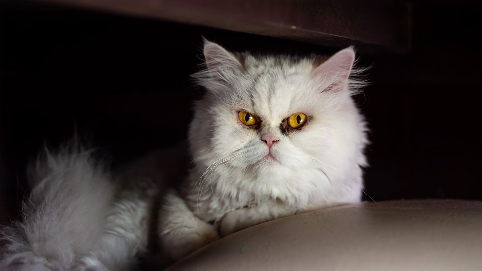 救赎之夜,神父跪地祷告之时,范弗利特数据爆炸撕裂东决