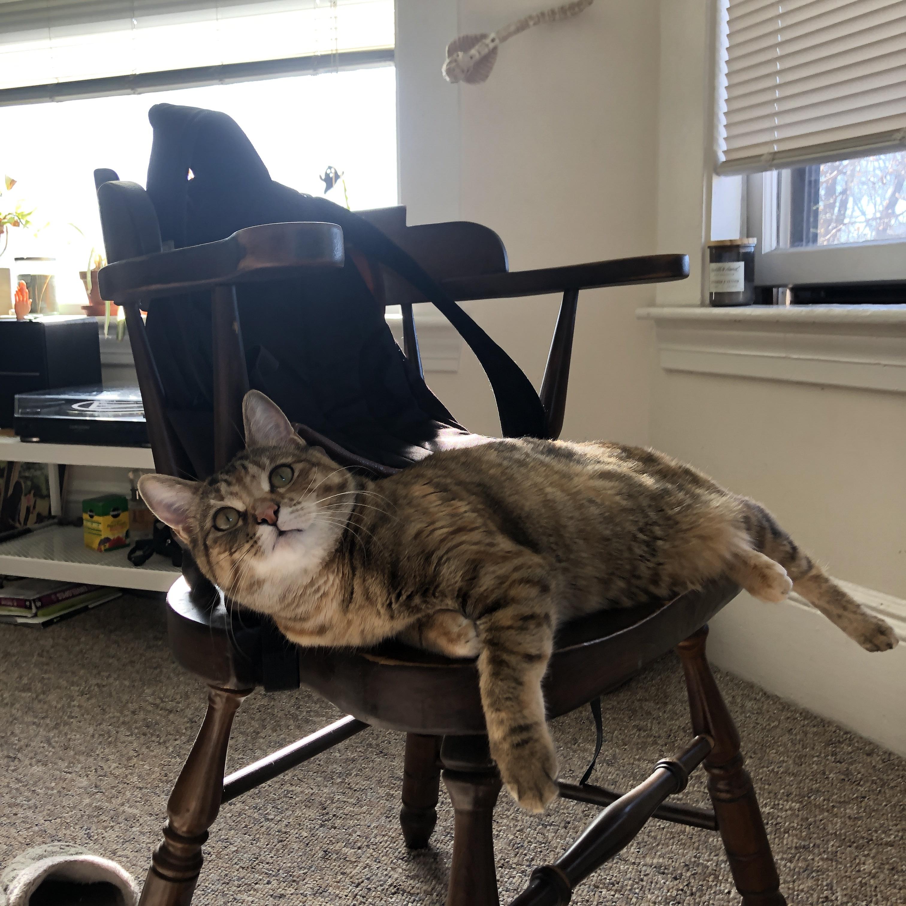 黑色闪电撕裂夜空，小贾伦的罚球线之舞如何点燃灰熊主场希望