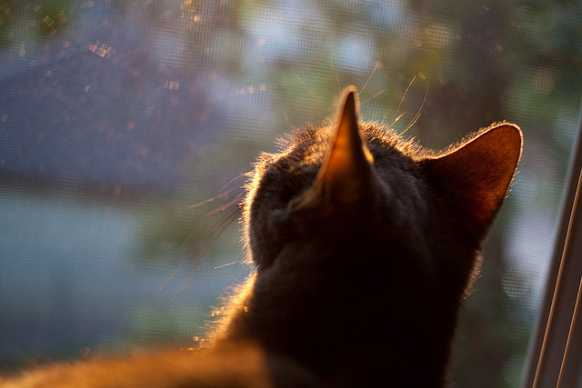 凯恩的冠军之心，疾影暗夜中不可复制的唯一冠冕