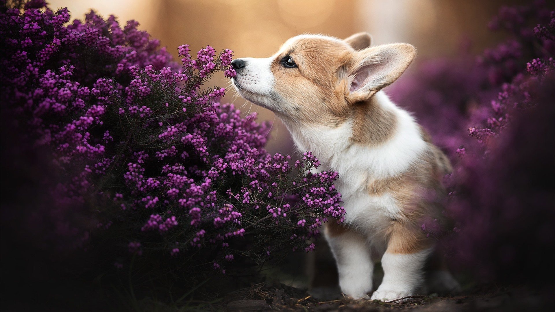 冰与火的巅峰较量，格纳布里的火热接管映射加拿大对挪威的地缘制胜