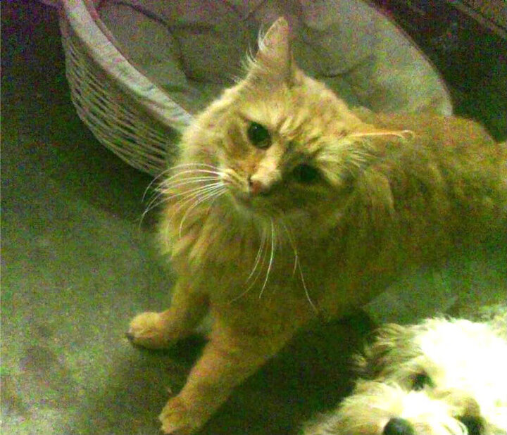 2026世界杯的数学公式，当吉林队的三战术成功冻结恩比德